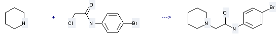 Uses of Acetamide,N-(4-bromophenyl)-2-chloro: it can react with Piperidine to give N-(4-Bromo-phenyl)-2-piperidin-1-yl-acetamide